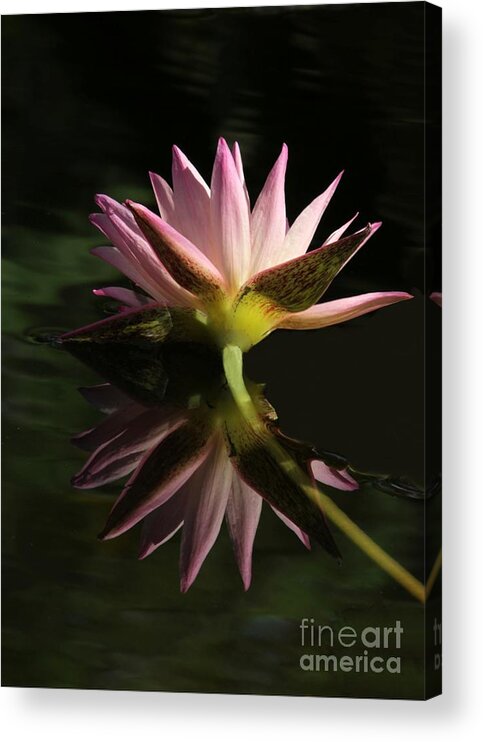 Pink Acrylic Print featuring the photograph Pretty Pink Art in the Pond by Sabrina L Ryan