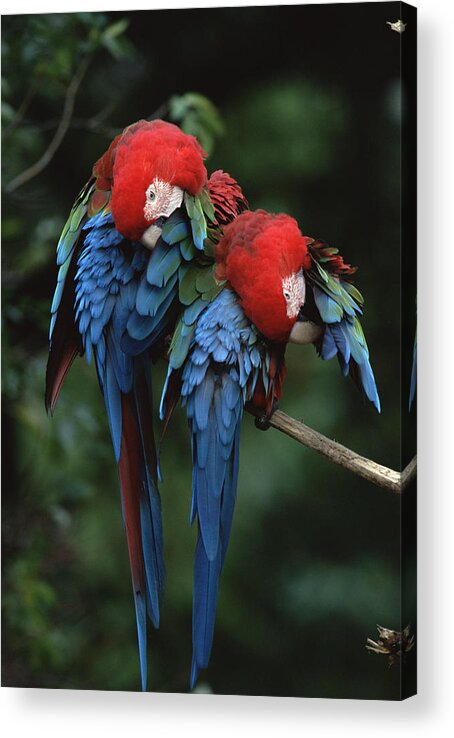 Mp Acrylic Print featuring the photograph Red And Green Macaw Ara Chloroptera by Konrad Wothe