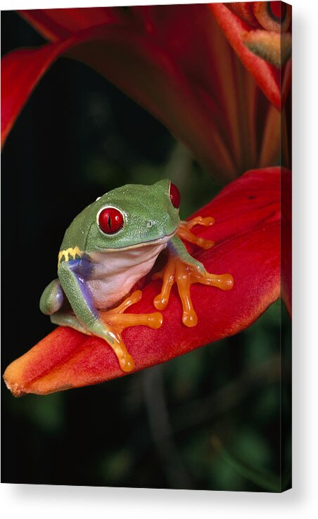 00640061 Acrylic Print featuring the photograph Red-eyed Tree Frog Agalychnis Callidryas by Michael Durham