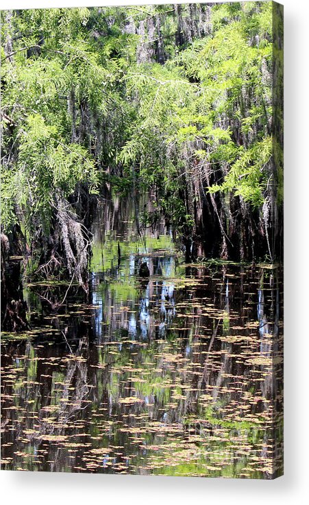 Cypress Trees Acrylic Print featuring the photograph Reflecting on the Water by Kathy White