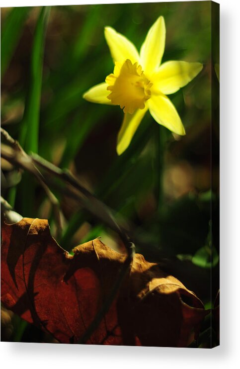 Daffodil Acrylic Print featuring the photograph Renewal by Rebecca Sherman