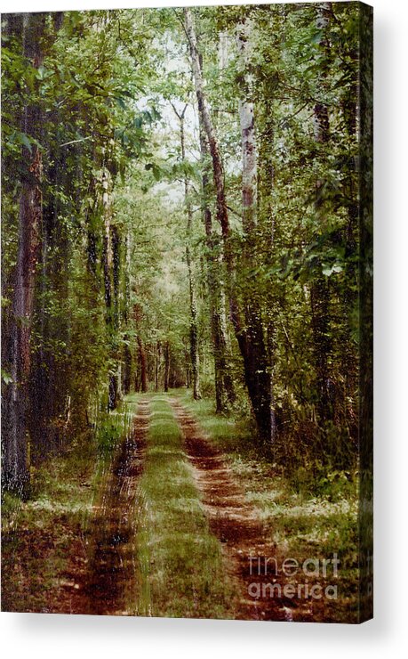 Forest Acrylic Print featuring the photograph Road to Anywhere by Bob Senesac