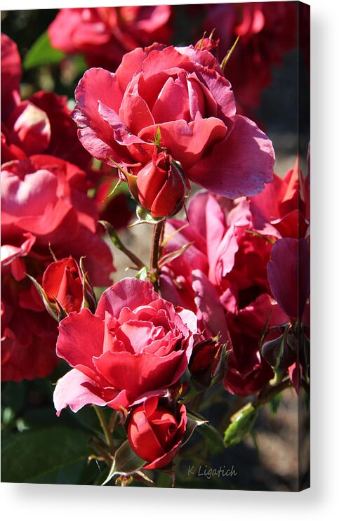 Floral Acrylic Print featuring the photograph Roses by Kerri Ligatich