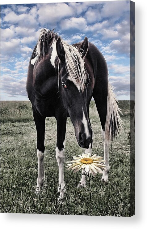 Animal Acrylic Print featuring the photograph should I or should I not by Joachim G Pinkawa