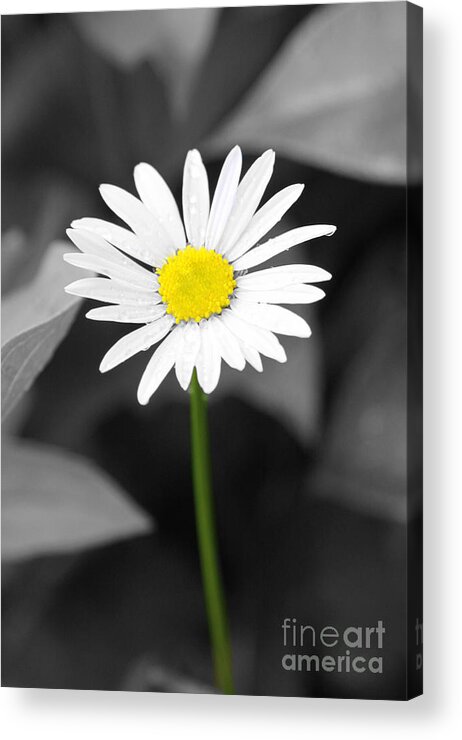 Daisy Acrylic Print featuring the photograph Simply Me by Brenda Giasson