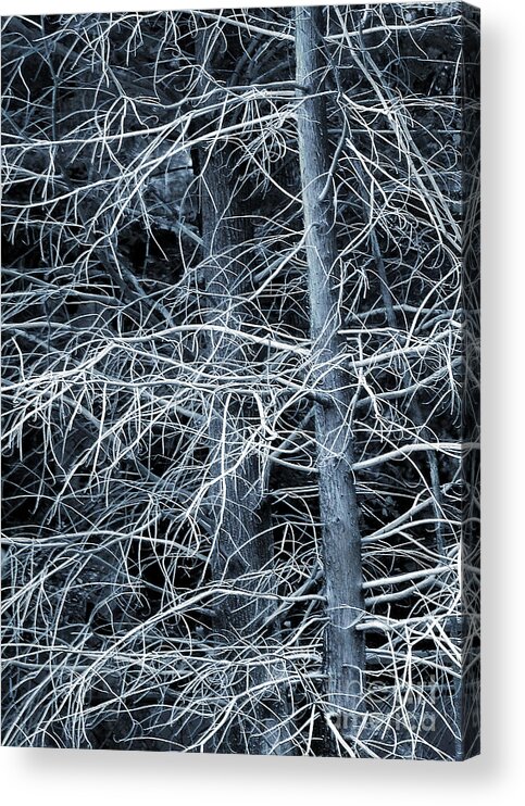 Cypress Acrylic Print featuring the photograph Skeleton Tree by Judi Bagwell