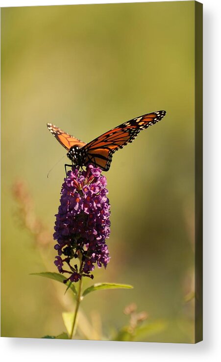 Spread Your Wings And Fly Acrylic Print featuring the photograph Spread Your Wings And Fly by Angie Tirado