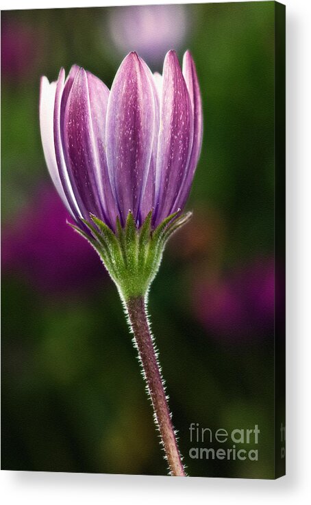 Spring Bloom Acrylic Print featuring the photograph Spring Bloom by Eddie Yerkish