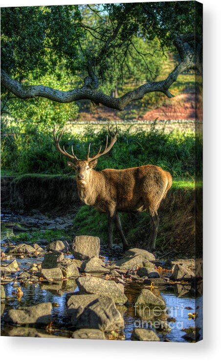 Fallow Deer Acrylic Print featuring the photograph Stag by Yhun Suarez
