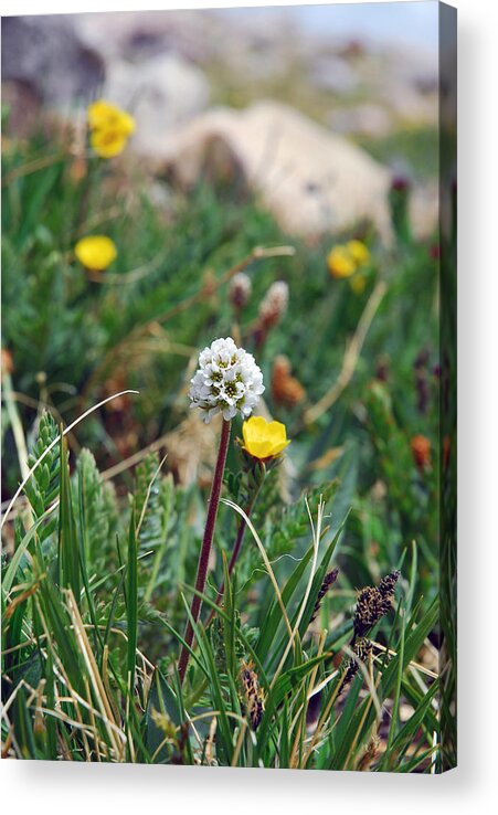 Wildflower Acrylic Print featuring the photograph Summit Lake White Globe by Robert Meyers-Lussier
