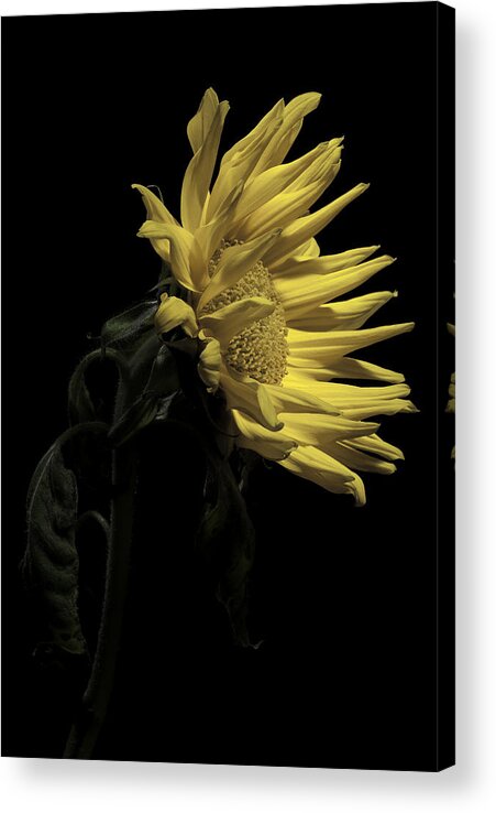 Flower Acrylic Print featuring the photograph Sunflower by Nathaniel Kolby