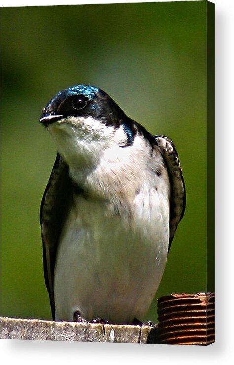 Animals Acrylic Print featuring the photograph Swallow by Jean Noren