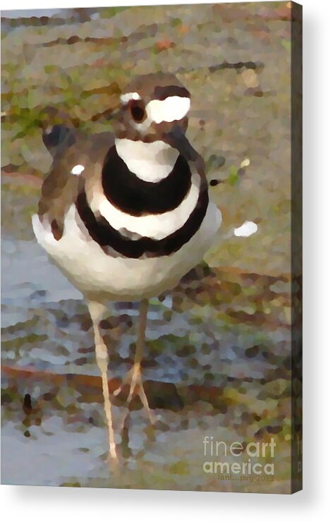 Bird Acrylic Print featuring the photograph Taking It In Stride by Lani Richmond Elvenia