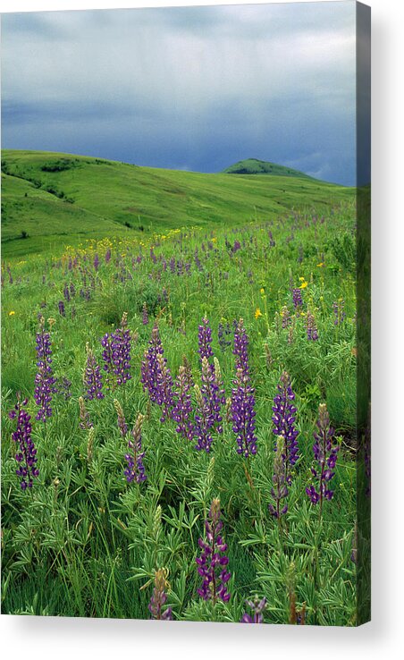 00640130 Acrylic Print featuring the photograph Tallcup Lupine on the Zumwalt Prairie by Michael Durham