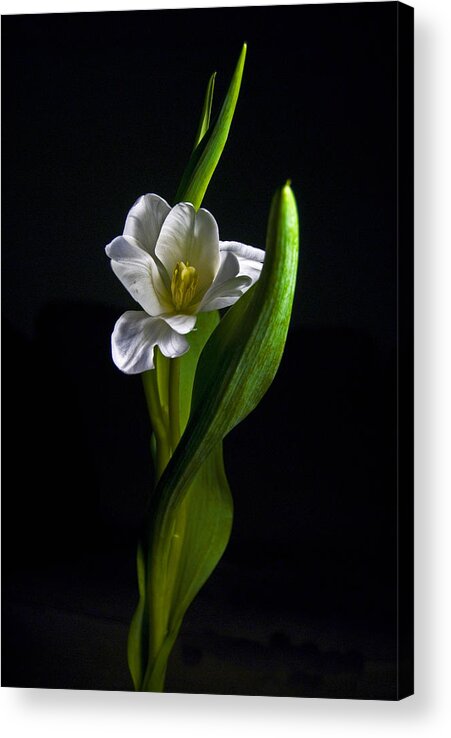 Tulip Acrylic Print featuring the photograph The Dance by Elsa Santoro