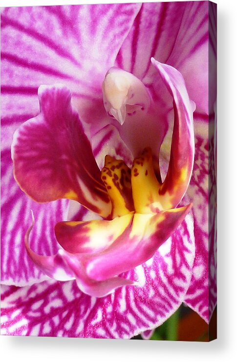 Orchid Acrylic Print featuring the photograph The Orchid Bird by Amalia Suruceanu