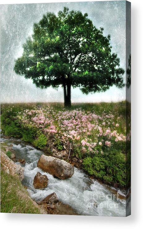 Water Acrylic Print featuring the photograph Tree by Stream by Jill Battaglia