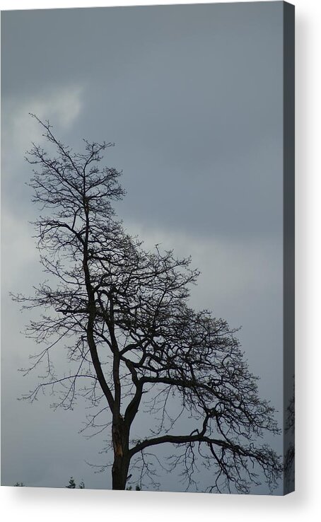 Tree Acrylic Print featuring the photograph Tree by Jerry Cahill
