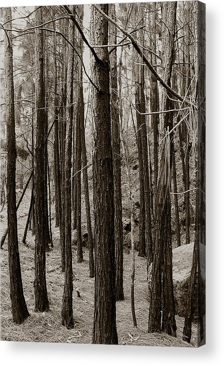 Tree Acrylic Print featuring the photograph Trees by Amarildo Correa