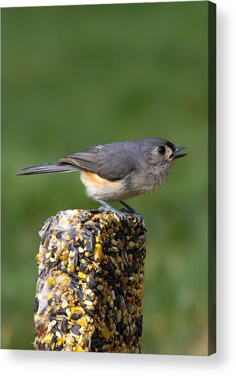 Tufted Titmouse Acrylic Print featuring the photograph Tufted Titmouse on Treat by Bill and Linda Tiepelman