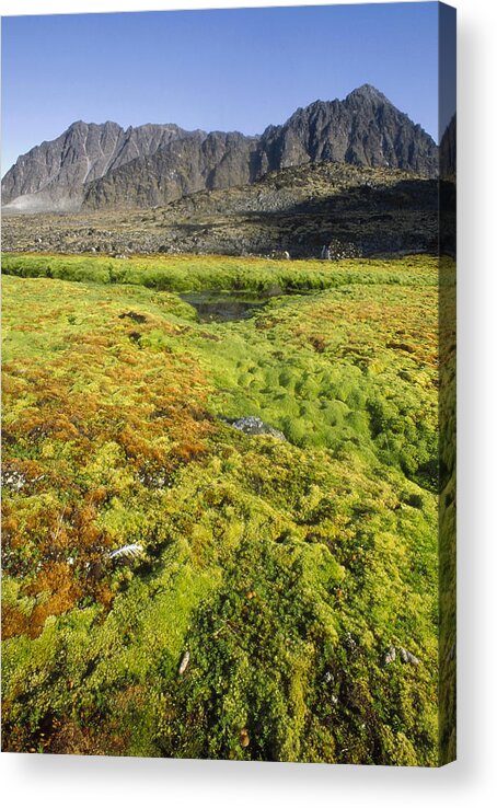 00141105 Acrylic Print featuring the photograph Tundra Bog Nurtured By Seabird Cliff by Tui De Roy