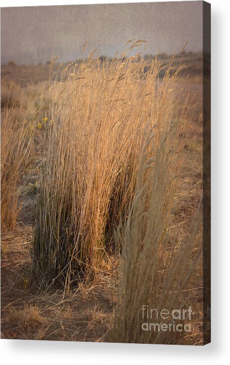 Grass Acrylic Print featuring the photograph Waves of Grass by Donna Greene