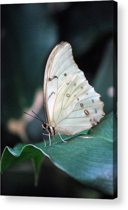 White Butterfly Acrylic Print featuring the photograph White and Beautiful by Amee Cave