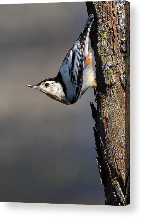 Bird Acrylic Print featuring the photograph White-Breasted Nuthatch by Bill and Linda Tiepelman