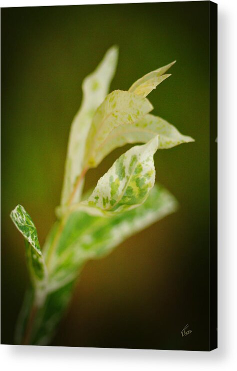 Flora Acrylic Print featuring the photograph White Tips by Tatiana Fess