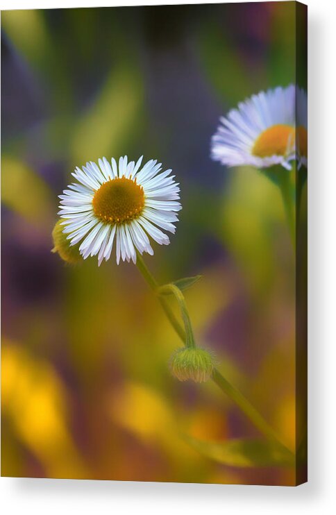 Aster Acrylic Print featuring the photograph White Wildflower on Pastels by Bill and Linda Tiepelman