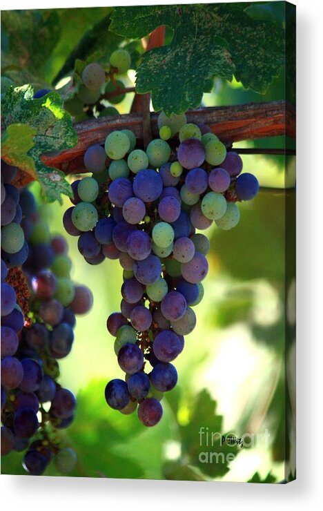 Grapes Acrylic Print featuring the photograph Wine to Be by Patrick Witz