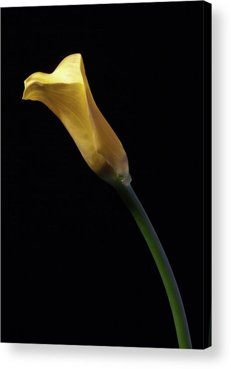 Flower Acrylic Print featuring the photograph Yellow Calla by Nick Shirghio