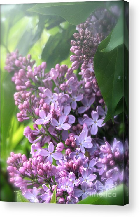 Lilac Acrylic Print featuring the photograph Lilacs on a Misty Morning by Amy Sorvillo