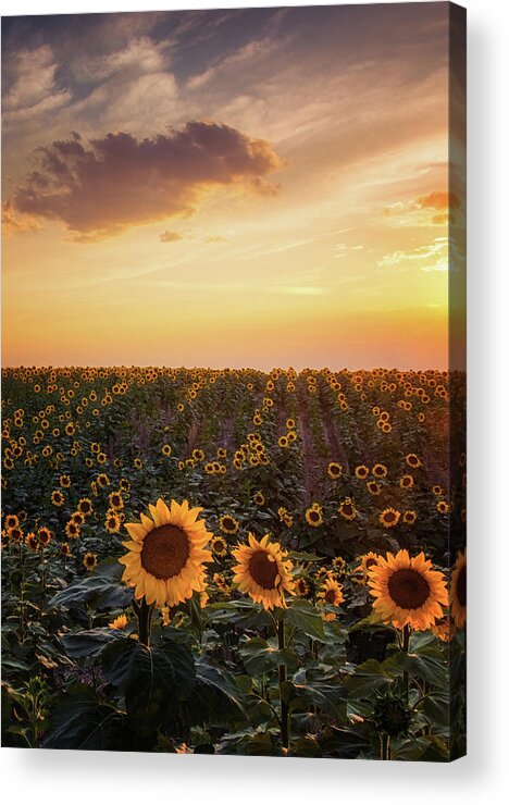 Colorado Acrylic Print featuring the photograph A Summer Evening In Colorado #1 by John De Bord