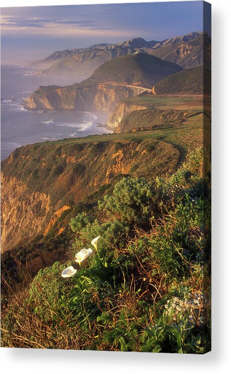 California Acrylic Print featuring the photograph Big Sur Coast Wild Calla #1 by John Burk