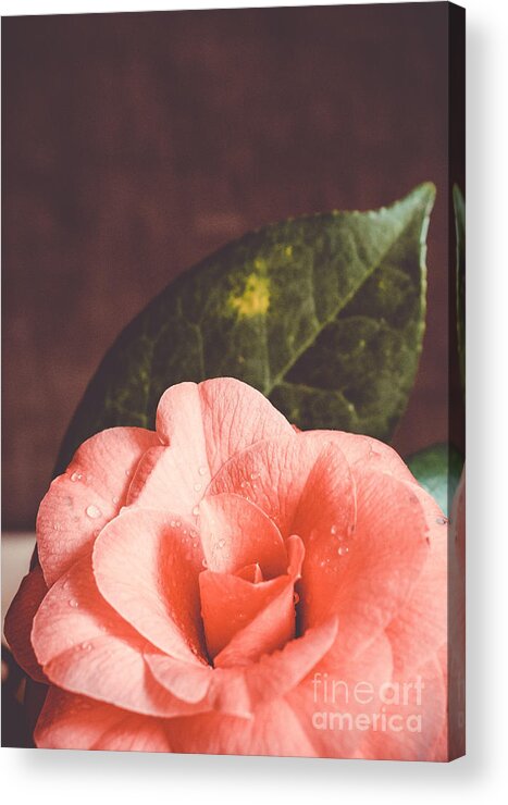  Acrylic Print featuring the photograph Camellia #1 by Andrea Anderegg