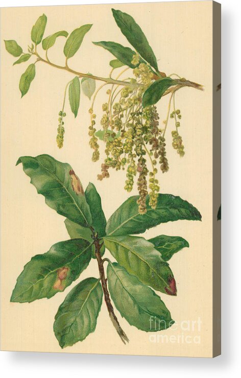Catkin Acrylic Print featuring the drawing Catkins and Leaves of Holm Oak by William Henry James Boot