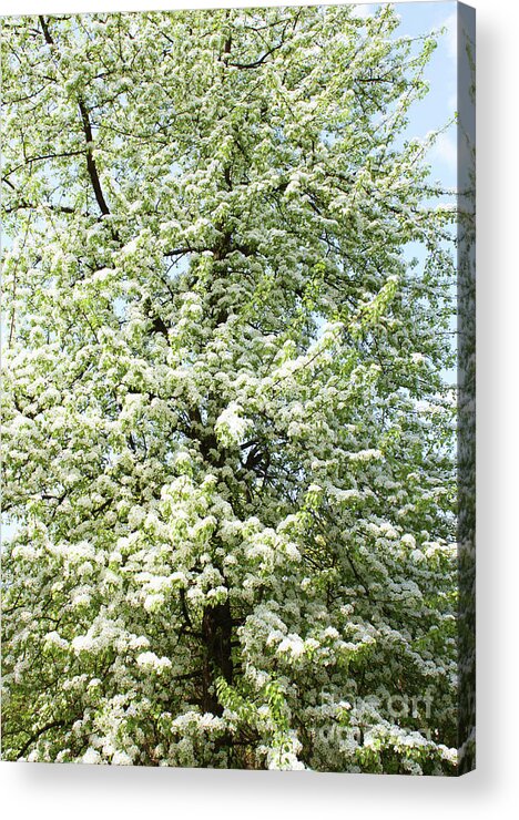 Spring Acrylic Print featuring the photograph Cherry tree in blossom #3 by Irina Afonskaya