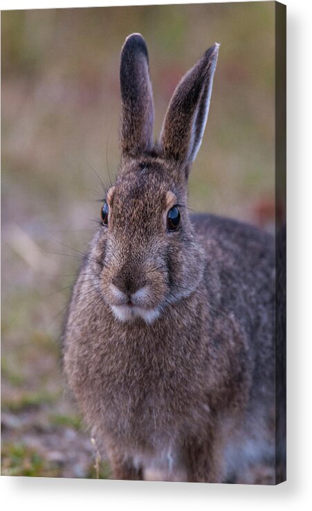 Snowshoe Hare Acrylic Print featuring the photograph DDP DJD Snowshoe Hare 98 #1 by David Drew