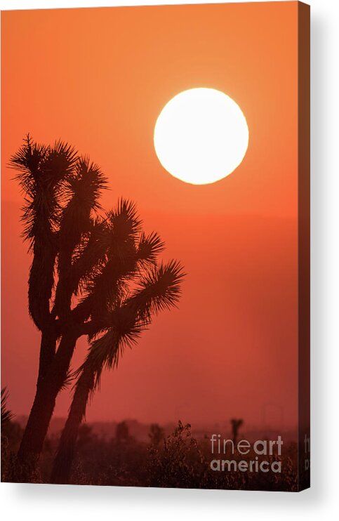 Tree Acrylic Print featuring the photograph Desert Sunrise by Vincent Bonafede