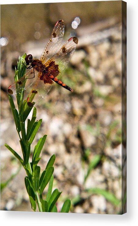 Dragonfly Acrylic Print featuring the photograph Dragonfly Resting #1 by Douglas Barnett