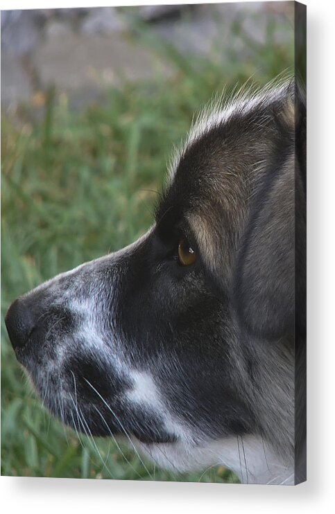 Pets Acrylic Print featuring the photograph Eliza by Rhonda McDougall
