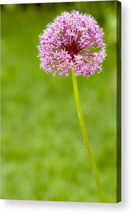 Flower Acrylic Print featuring the photograph Flower #1 by Sebastian Musial