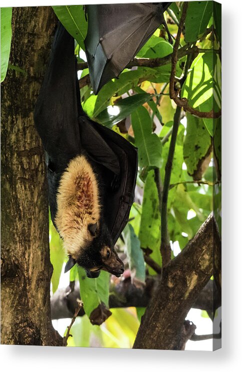 Australia Acrylic Print featuring the photograph Fruit Bat by Walt Sterneman