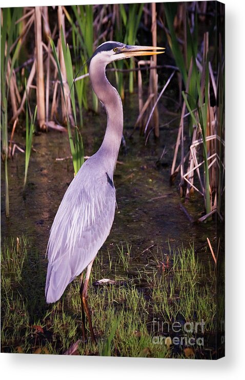 Animals Acrylic Print featuring the photograph Great Blue Heron #1 by Tom Brickhouse
