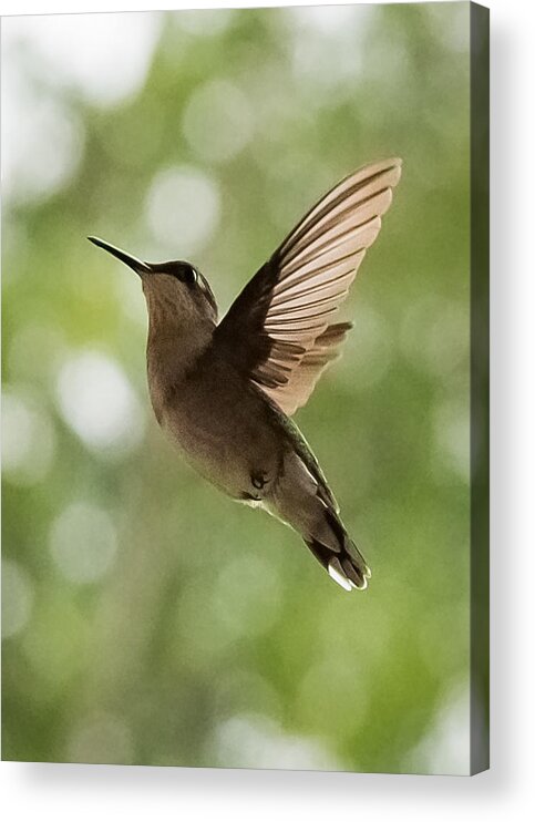 Hummingbird Acrylic Print featuring the photograph Hummingbird by Holden The Moment