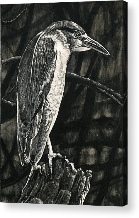 Bird Acrylic Print featuring the drawing Lettuce Lake by William Underwood