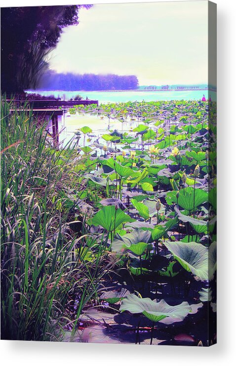 Lilypads Acrylic Print featuring the digital art Lily pads #2 by Bonnie Willis