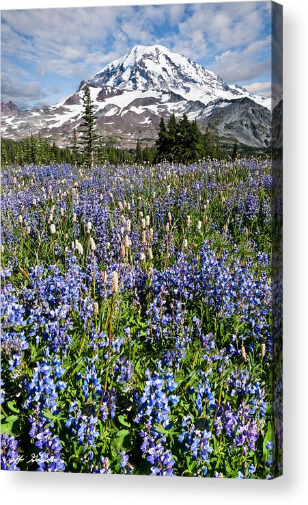 Alpine Acrylic Print featuring the photograph Meadow of Lupine Near Mount Rainier by Jeff Goulden