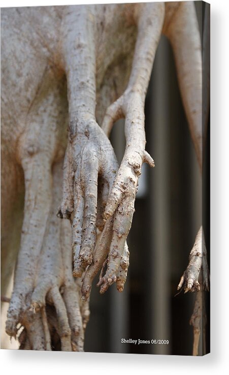 Praying Hands Acrylic Print featuring the photograph Nature #1 by Shelley Jones